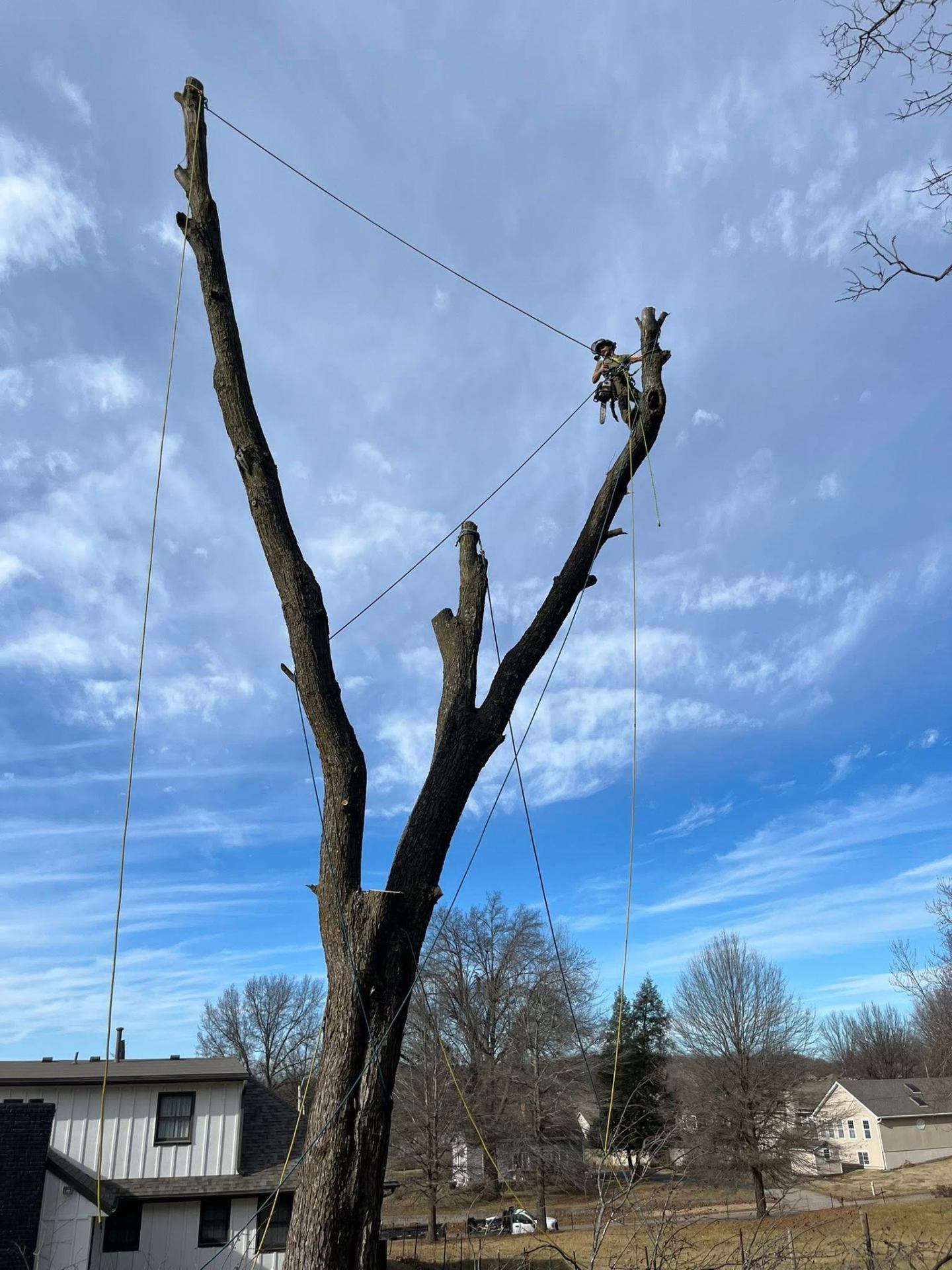 Large tree removal project by Every Squirrel's Enemy in Kansas City