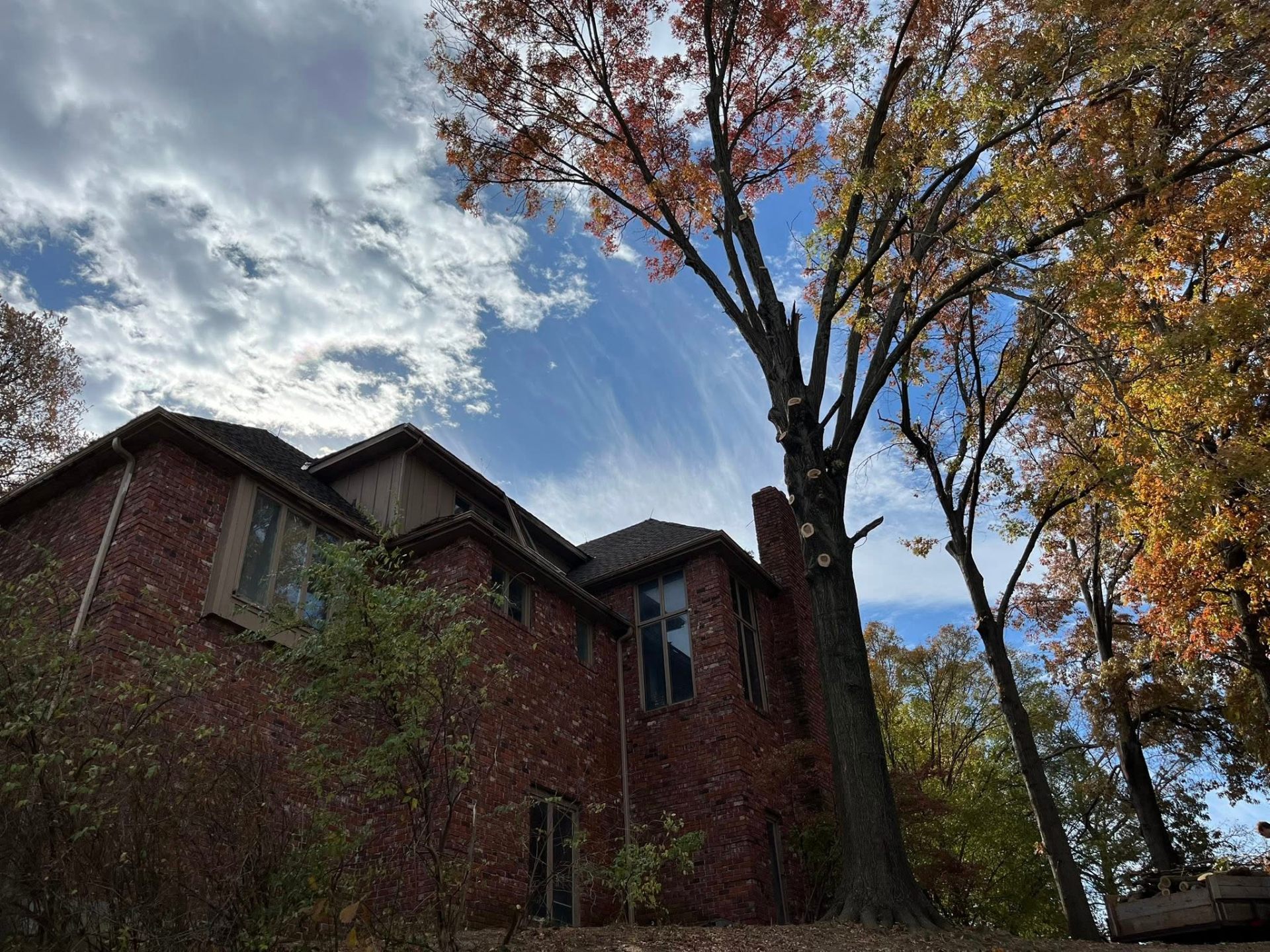 Professional arborist working in tree